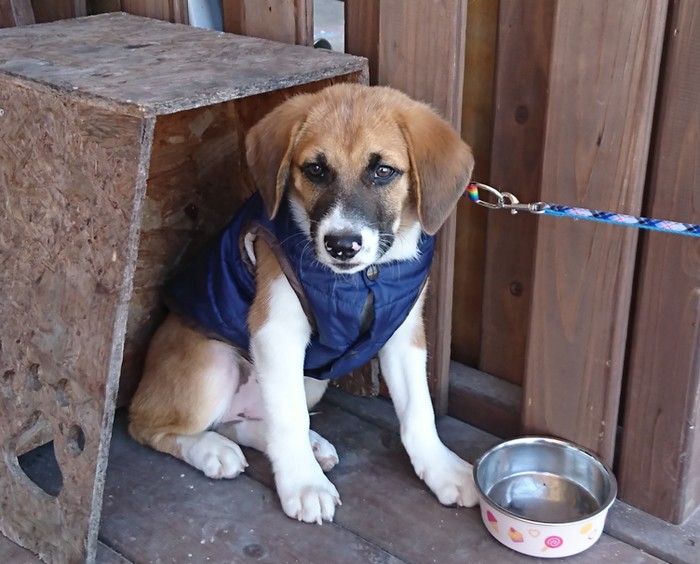 綾町の「弁当屋ペロ」の看板犬「アルミ君」の写真2