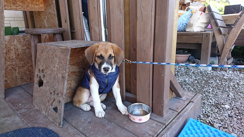 綾町の「弁当屋ペロ」の看板犬「アルミ君」の写真1